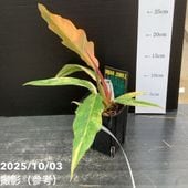 一点物】加藤農園 クリスマスローズ キラメキディープレッド 4.5号深