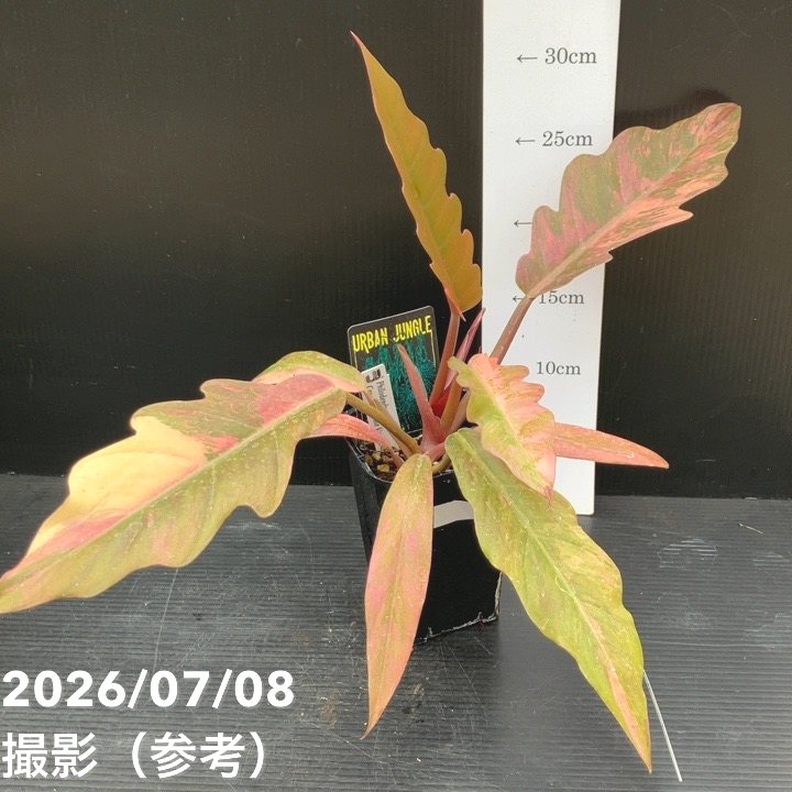 決算P5倍！8/2まで】【お買い得！】【現品お届け】フィロデンドロン