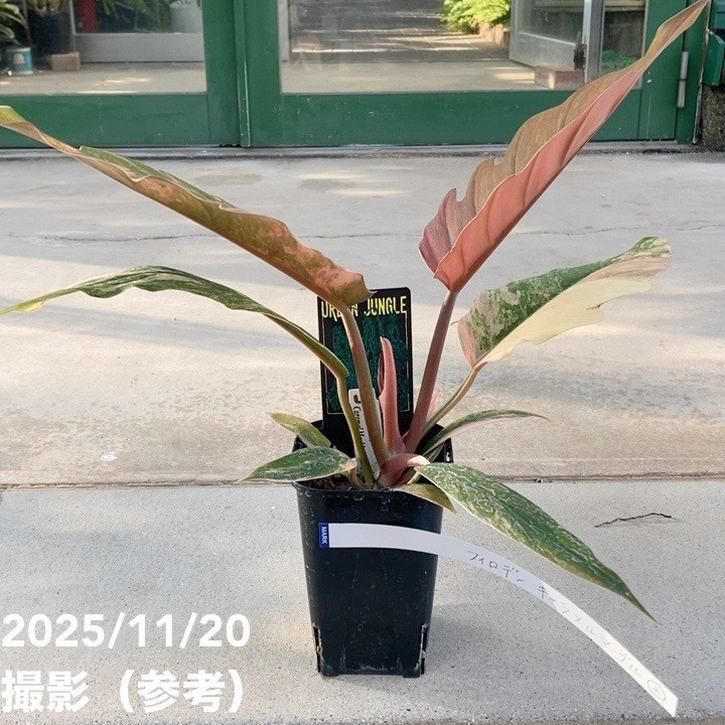 フィロデンドロン キャラメルマーブル