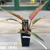 一点物】加藤農園 クリスマスローズ キラメキディープレッド 4.5号深