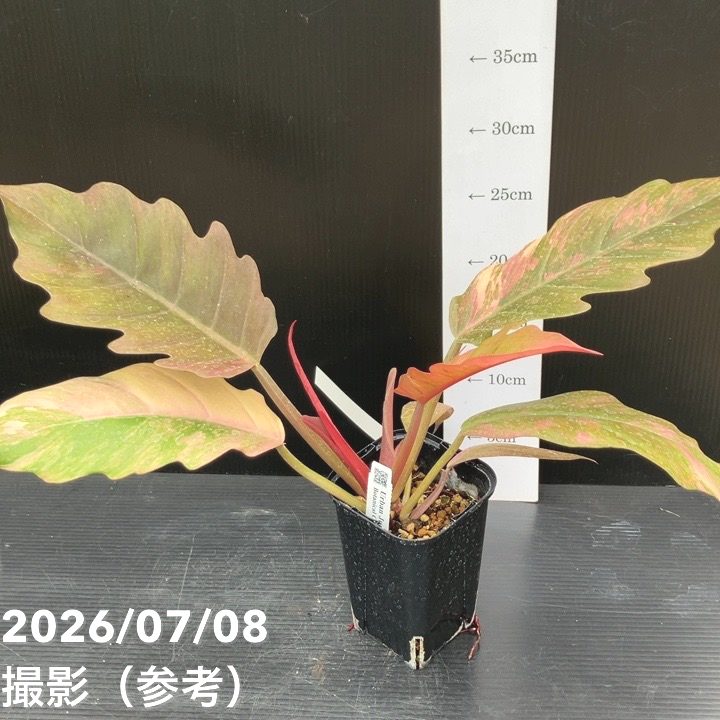 【推し】フィロデンドロン キャラメルマーブル #1 決算P5倍！8/2まで】【お買い得！】【現品お届け】フィロデンドロン