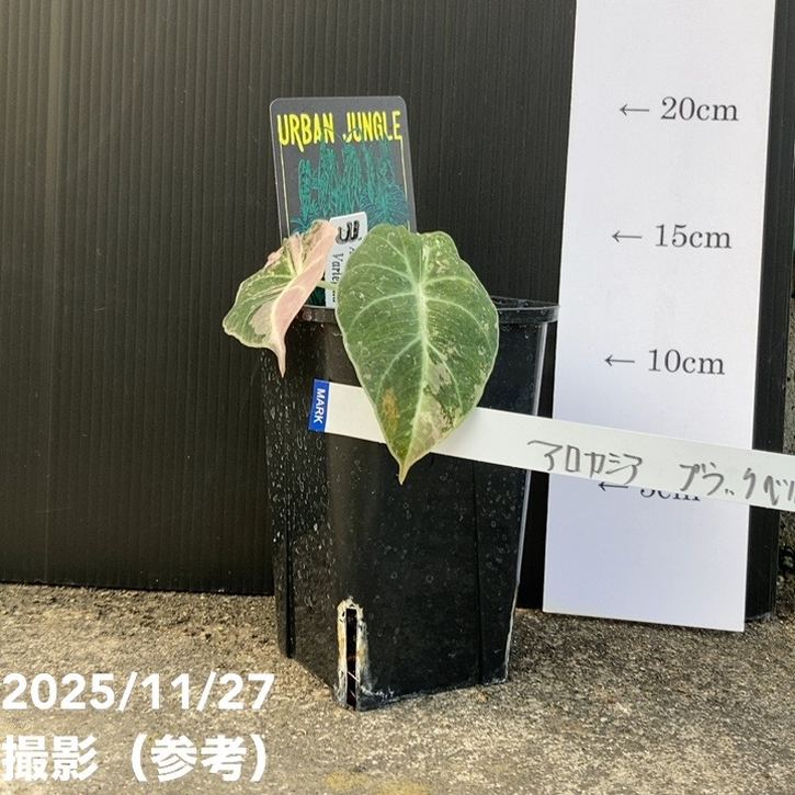 現品お届け】アロカシア ブラックベルベット 斑入り Alocasia Black