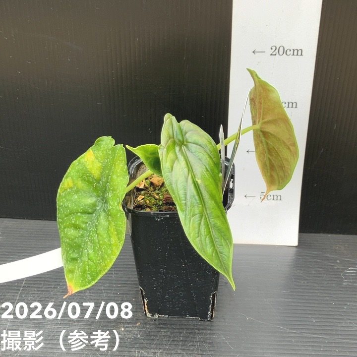 観葉・多肉,アロカシアの購入なら赤塚植物園オンライン 花の音｜花苗