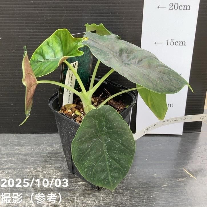 観葉・多肉,アロカシアの購入なら赤塚植物園オンライン 花の音｜花苗