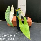 特選品‼︎ ①キングサイズ・ユーホルビア・ネリフォリア・バリェガータ綴り化 ユーフォルビア ネリフォリア斑入り 綴化 /盆栽、多肉植物、塊根植物