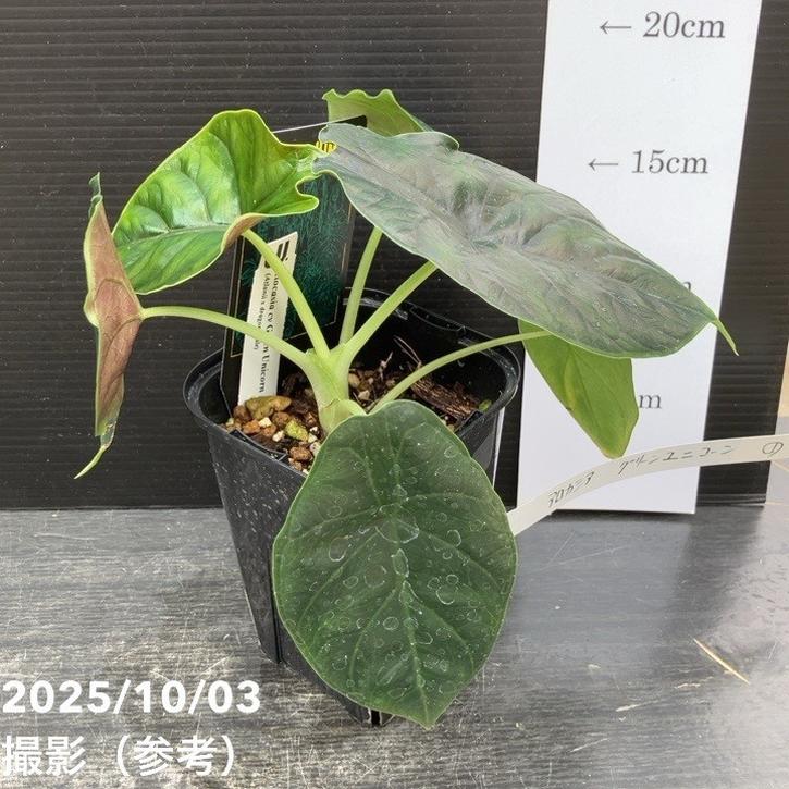 【期間限定10％OFF！】【現品お届け】アロカシア グリーンユニコーン Alocasia cv Green Unicon 3.5号（1）｜観葉10-TU