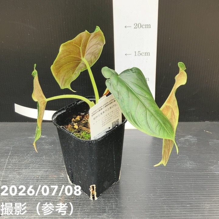 観葉・多肉,アロカシアの購入なら赤塚植物園オンライン 花の音｜花苗