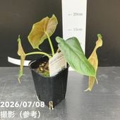 グレビレア クリームパッション 7号｜花木04-PA | 花木・庭木