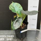 カラテア ホワイトフュージョン 6号｜観葉04-PA | 観葉・多肉