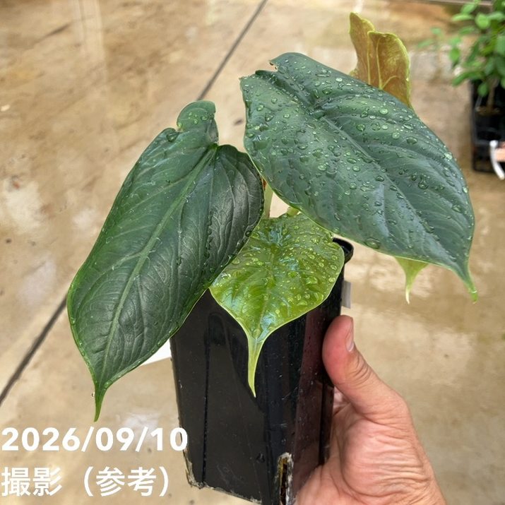 【お買い得！】【現品お届け】アロカシア グリーンユニコーン Alocasia cv Green Unicon 3.5号（2）｜観葉10-TU