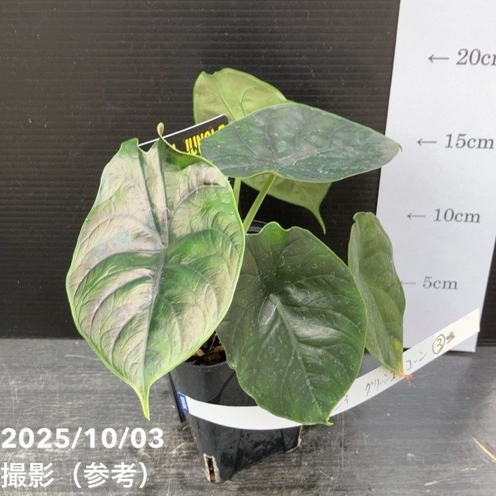 観葉・多肉,アロカシアの購入なら赤塚植物園オンライン 花の音｜花苗