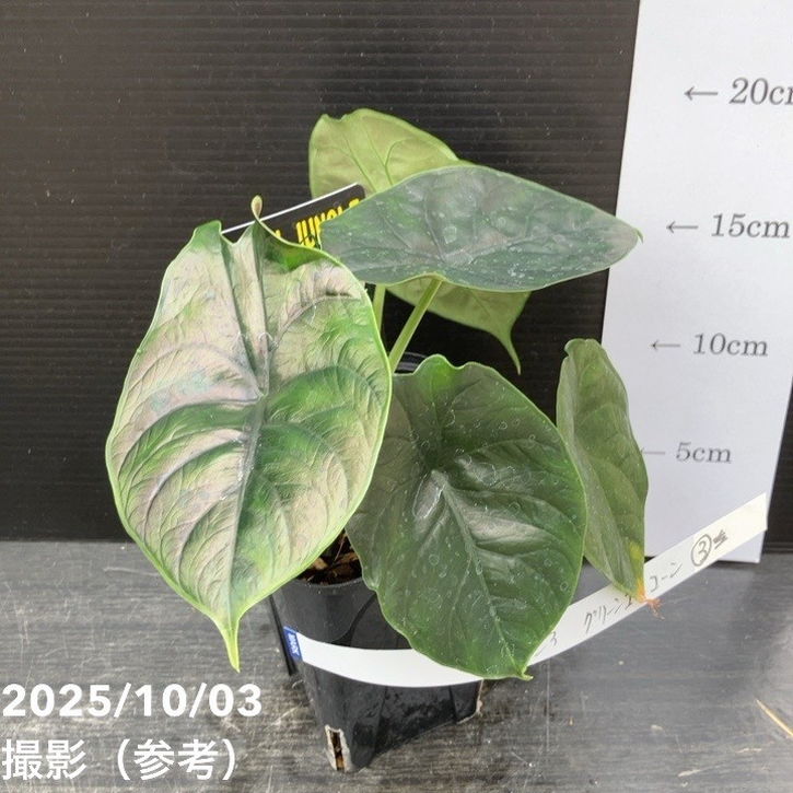 【期間限定10%OFF!】【現品お届け】アロカシア グリーンユニコーン Alocasia cv Green Unicon 3.5号(3)|観葉10-TU