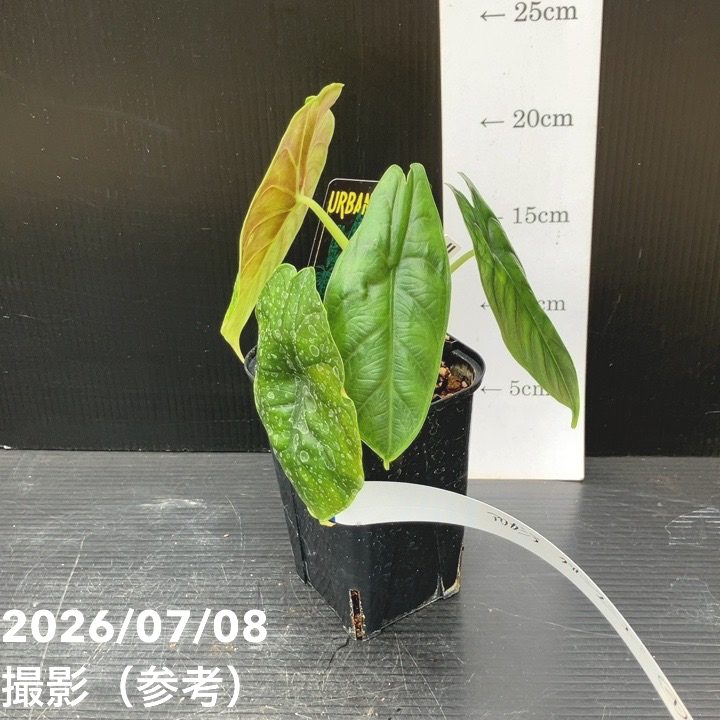 観葉・多肉,アロカシアの購入なら赤塚植物園オンライン 花の音｜花苗