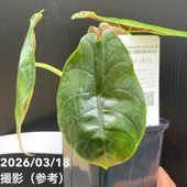 現品お届け】ユーフォルビア キリン角錦綴化 Euphorbia neriifolia