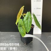 決算P5倍！8/2まで】【お買い得！】【現品お届け】アロカシア シンポ