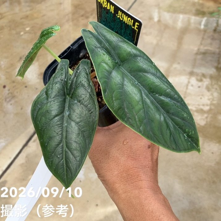 【お買い得！】【現品お届け】アロカシア グリーンユニコーン Alocasia cv Green Unicon 3.5号（4）｜観葉10-TU