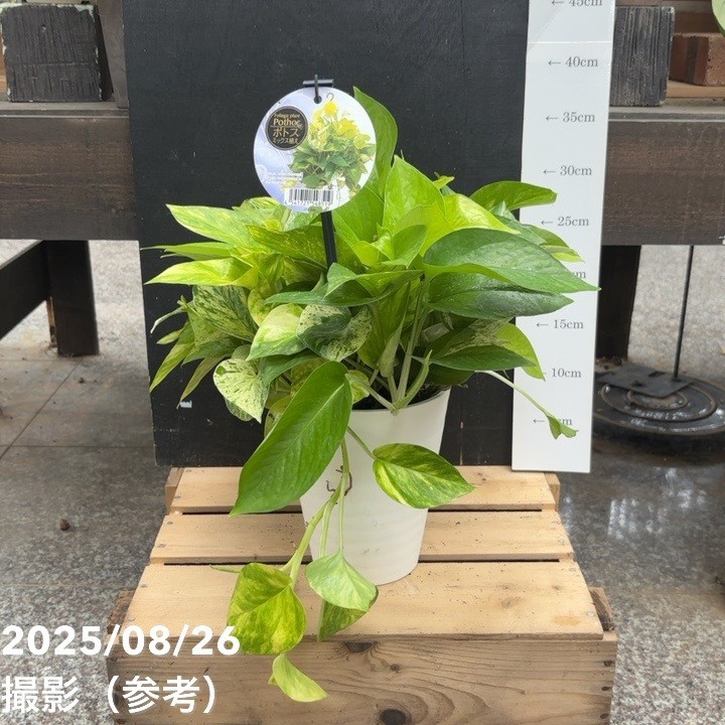 ポトス ミックス植え 5号｜観葉04-PA