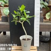 【高さ180cm♥種5つ付いてます♥】エバーフレッシュ ネムノキ 背高め 000000131271-03-l.jpg?t=