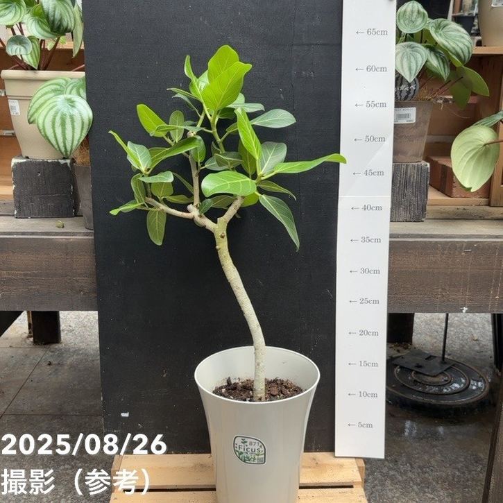 フィカス ベンガレンシス オードリー 6号｜観葉04-PA