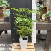 高さ180cm♥種5つ付いてます♥】エバーフレッシュ ネムノキ 背高め 種