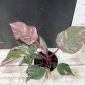 アンスリウム　ベイチー　2株 250616 21 アンスリウム ベイチー 2株 250616 21 - メルカリ