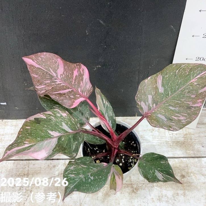 フィロデンドロン ピンクプリンセス マーブル 4号|観葉04-PA