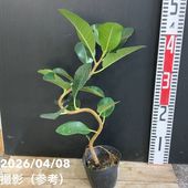 インドナツメ 4号 挿し木 2年生苗｜果樹04-PA | 果樹,[珍しい果樹