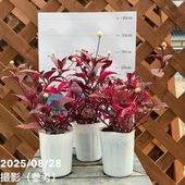 シンビジューム ピンク系 6号 3本立 ギフト仕様｜洋蘭04-PA