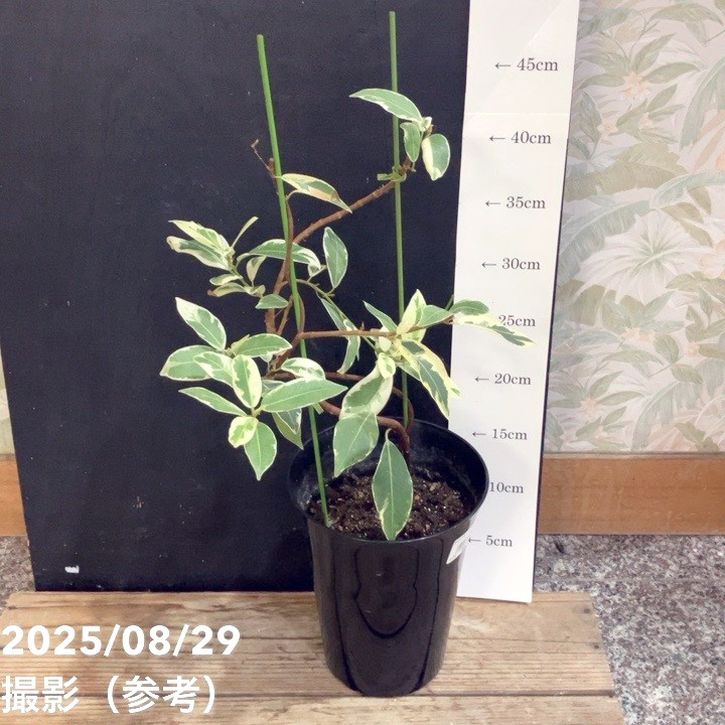 ガジュマル 斑入り 挿木 5号｜観葉04-PA | 観葉・多肉 | 赤塚