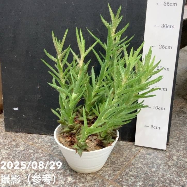 多肉植物 赤と緑のグラデーション*4 赤と緑のグラデーションが美しい！多肉植物の「夕映え」とは