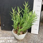 アロカシア バリエガータ バティック 3号ポット｜観葉10-TU