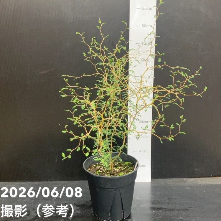 【決算P5倍！10%OFF！8/2まで】ソフォラ プロスタータ リトルベイビー 5号｜花木10-TU