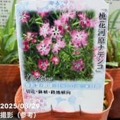 シンビジューム 6号プラ鉢 5本立 スプリングナイト ディープインパクト