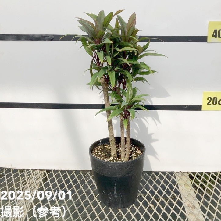 コルジリネ フルティコーサ パープル コンパクタ 5号|花木01-D1