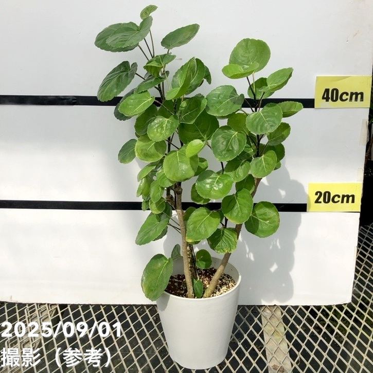 ポリシャス バルフォリアナ マルギナータ グリーンコーン 5号｜観葉01-D1