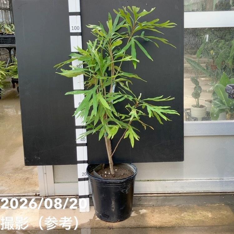 花木・庭木,[オージープランツ],グレビレアの購入なら赤塚植物園
