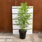 PW ユーフォルビア ダイアモンドフロスト 3～3.5号×3株セット PVP