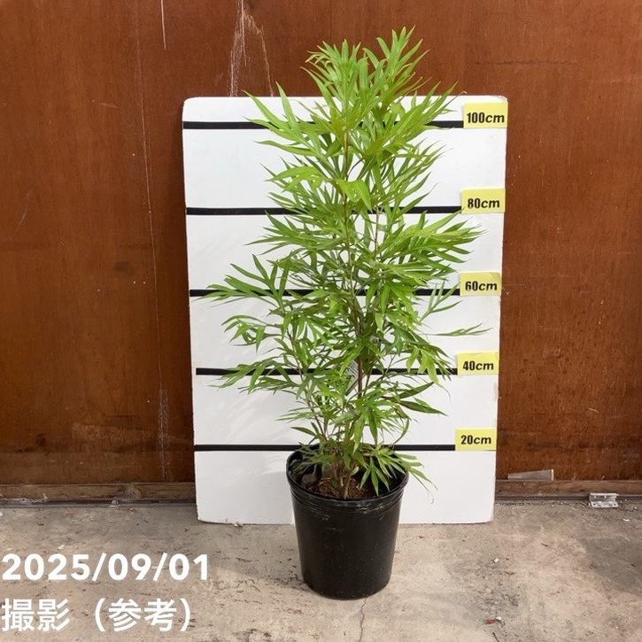 【数量限定】グレビレア バイレアナ 9号特大株｜SG（代引き不可）｜花木10-TU