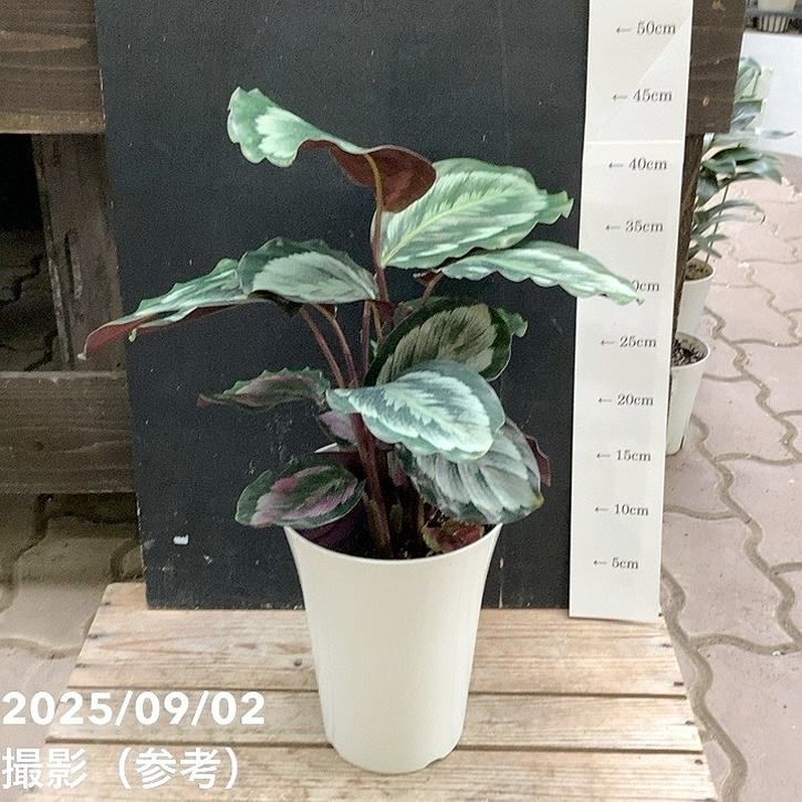 観葉・多肉,カラテアの購入なら赤塚植物園オンライン 花の音｜花苗