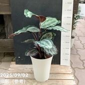 アンスリウム ジャングルキング 5号｜観葉04-PA | 観葉・多肉 | 赤塚