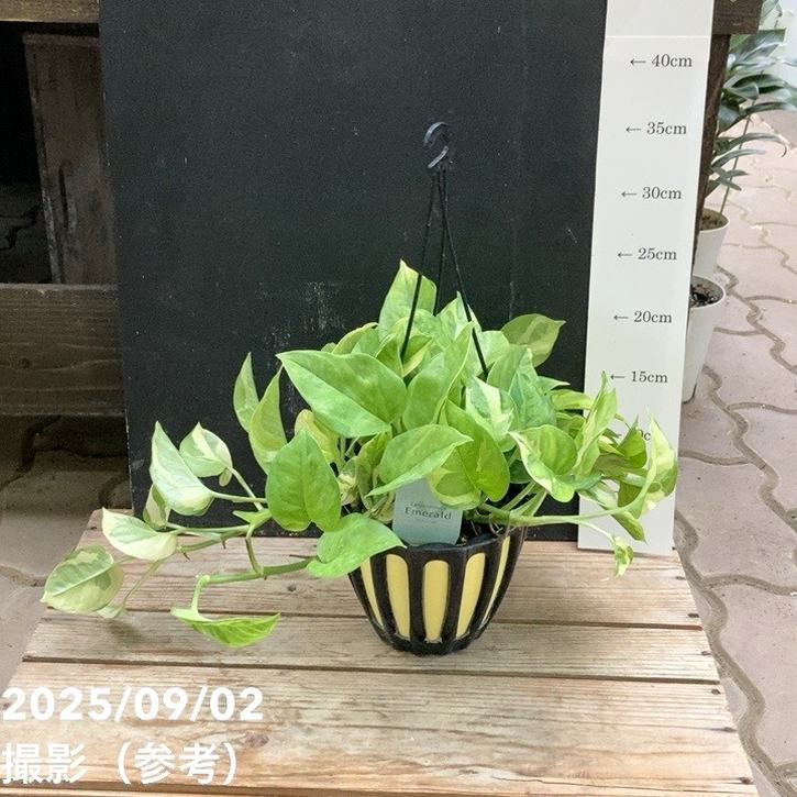 ポトス エメラルド 5号吊り鉢 PVP｜観葉04-PA