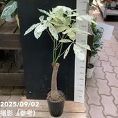 パキラ ミルキーウェイ 6号 色白さん 観葉植物 大型 658 パキラ ミルキーウェイ 6号 色白さん 観葉植物 大型 658 - メルカリ