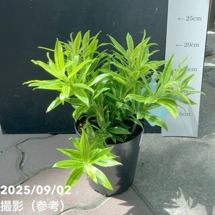 ドラセナ スルクロサ ファニータ 4号｜観葉04-PA