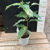 フィカス ウンベラータ 5号｜観葉04-PA | 観葉・多肉,フィカス | 赤塚