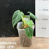 柑橘2年生　フィンガーライム接木苗／ダーラムエメラルド　8号鉢植え 柑橘2年生 フィンガーライム接木苗／ダーラムエメラルド 8号鉢植え