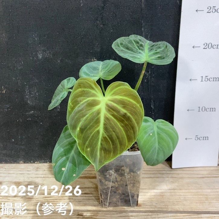 フィロデンドロン エルチョコレッド 3号ロング透明スリット鉢|観葉04-PA