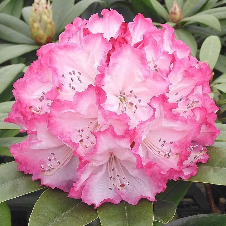 シャクナゲ スーパーローディー 5号 ドレスアップ|花木01-D1