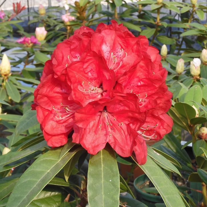 シャクナゲ スーパーローディー 5号 ファイアードラゴン｜花木01-D1