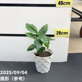 【激レア！現品お届け】コーヒーの木 4号 斑入り 白プラ鉢（S178）｜観葉02-D2