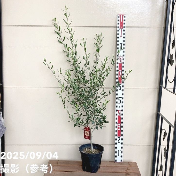 オリーブの木　シプレシーノ　約170cm　NO.1953　大型　現品掲載　古木 オリーブの木 シプレシーノ 約170cm NO.1953 大型 現品掲載 古木